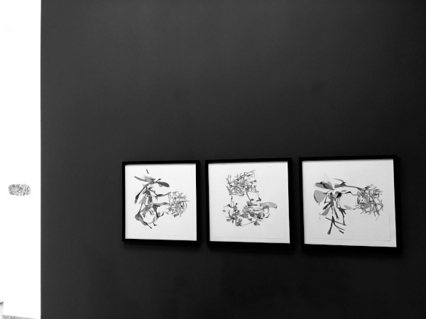Ausstellungsansicht Flowering Black